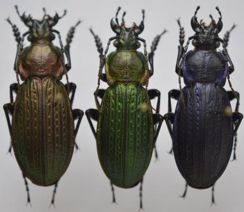 Carabus monilis